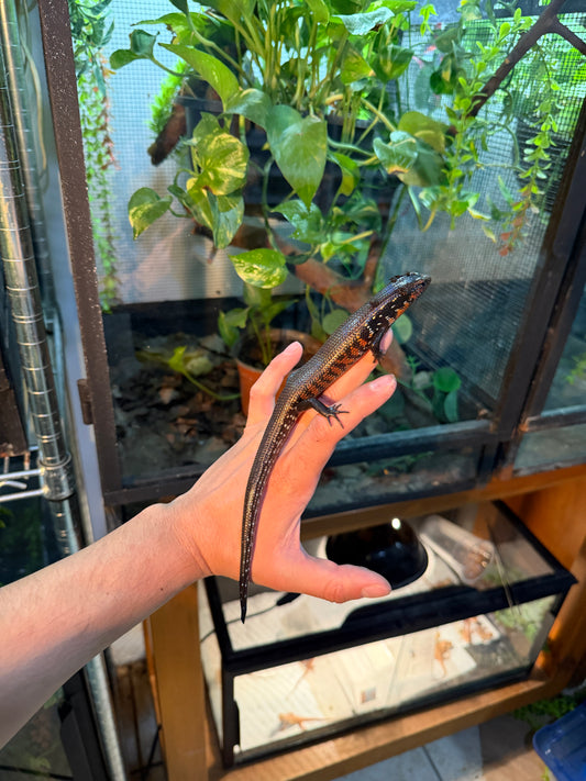 SKINK DE FUEGO 6172 NACIDO EN CAUTIVERIO CON APROVECHAMIENTO EMITIDO POR SEMARNAT