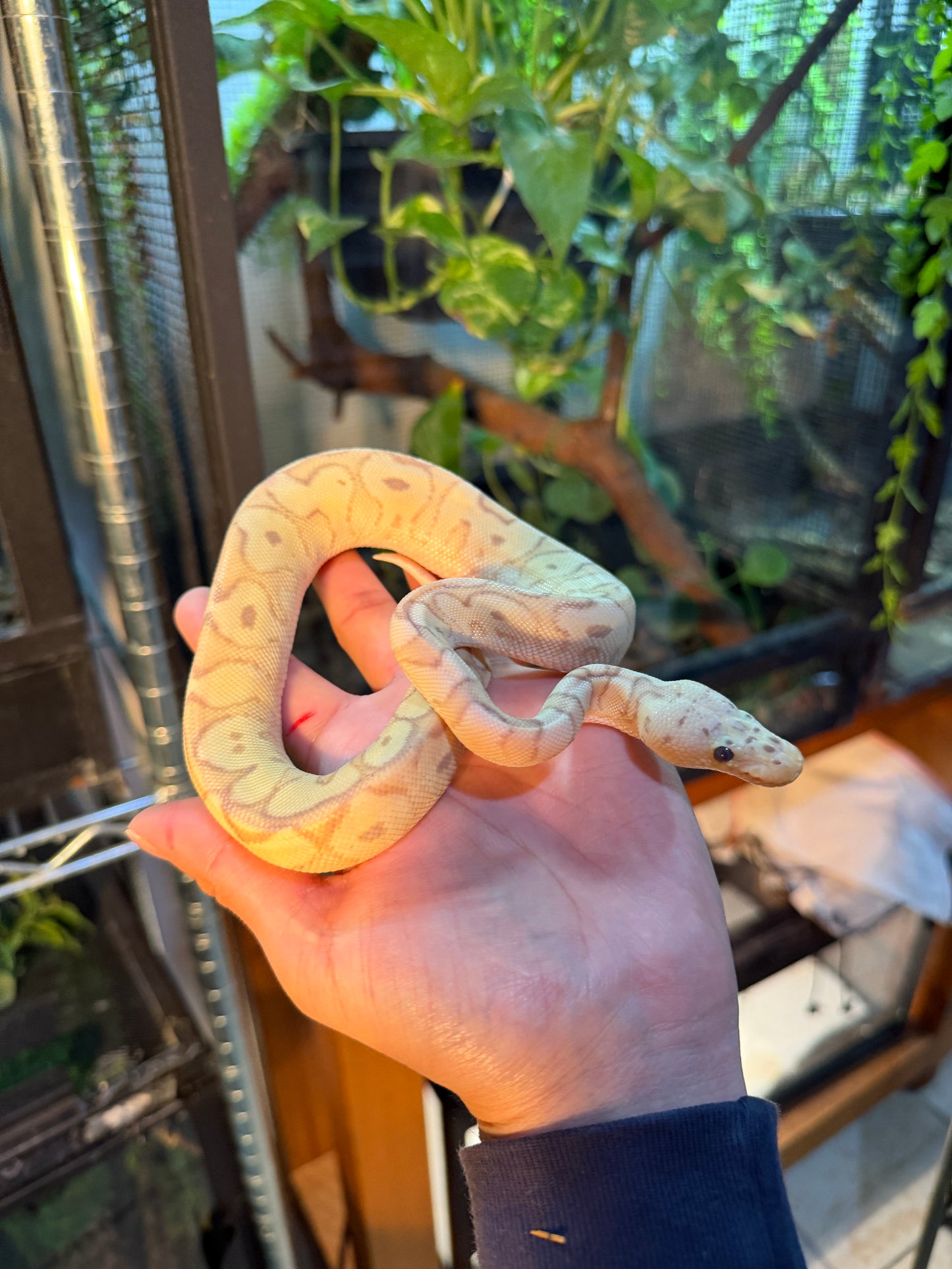 CLOWN BANANA PASTEL YELLOWBELLY MACHO