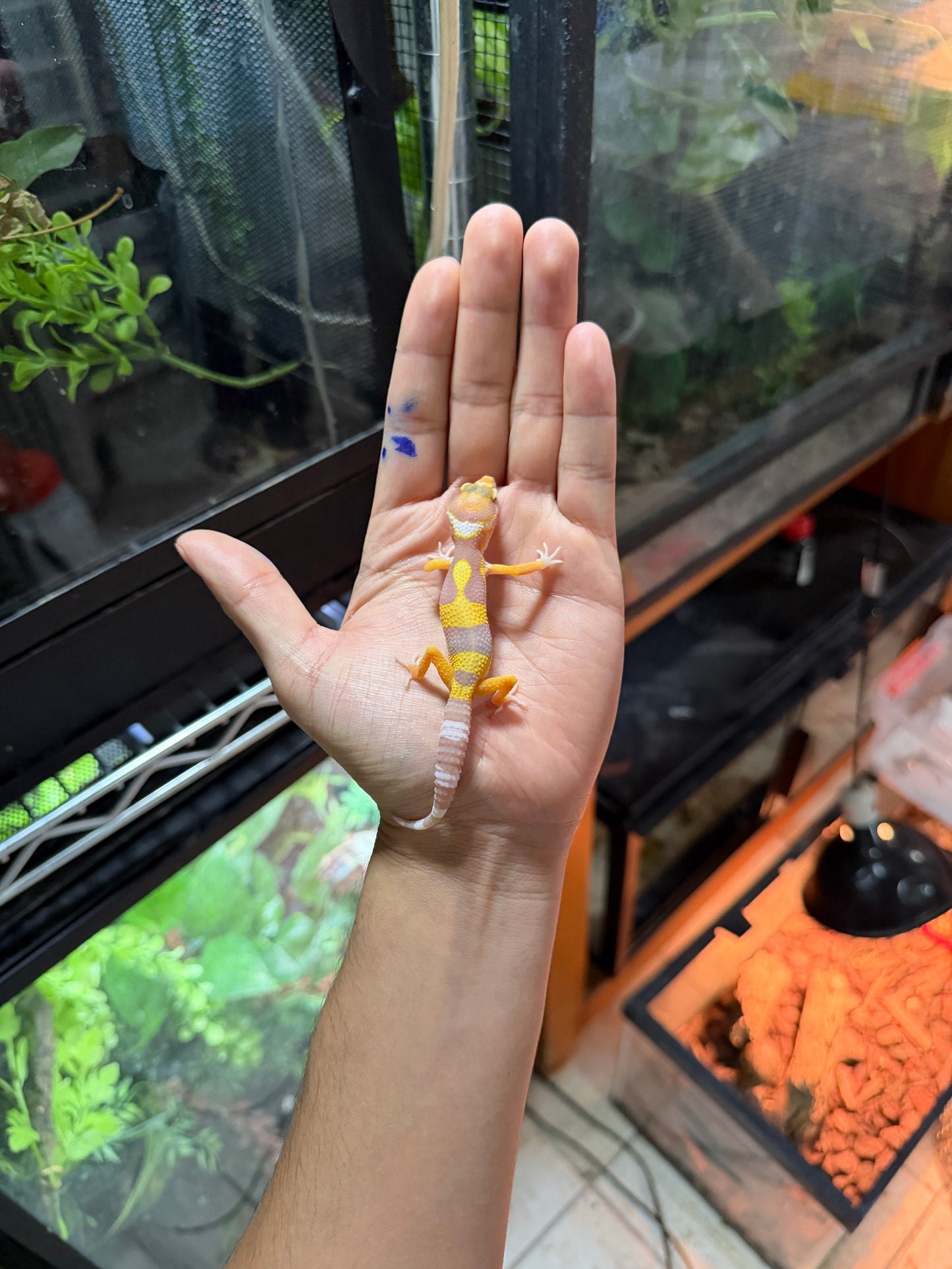 GECKO LEOPARDO ALBINO TANGERINE 58