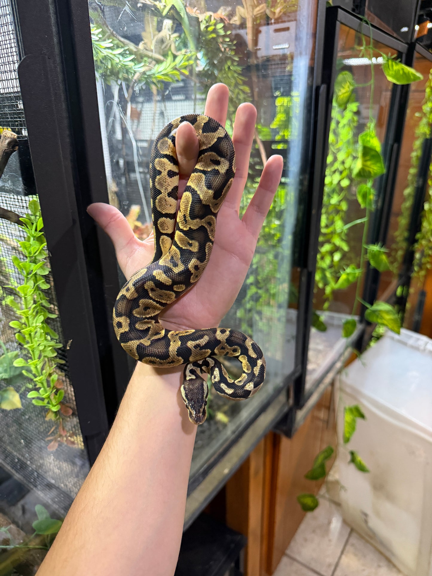 PITON BOLA PASTEL MACHO