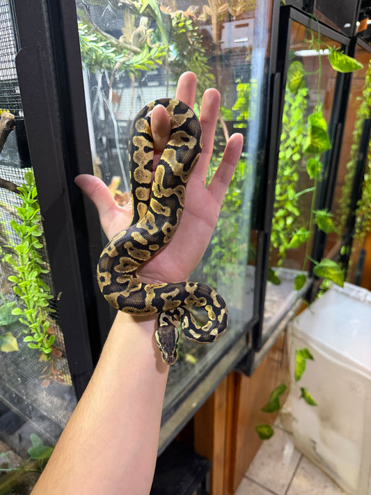 PITON BOLA PASTEL MACHO