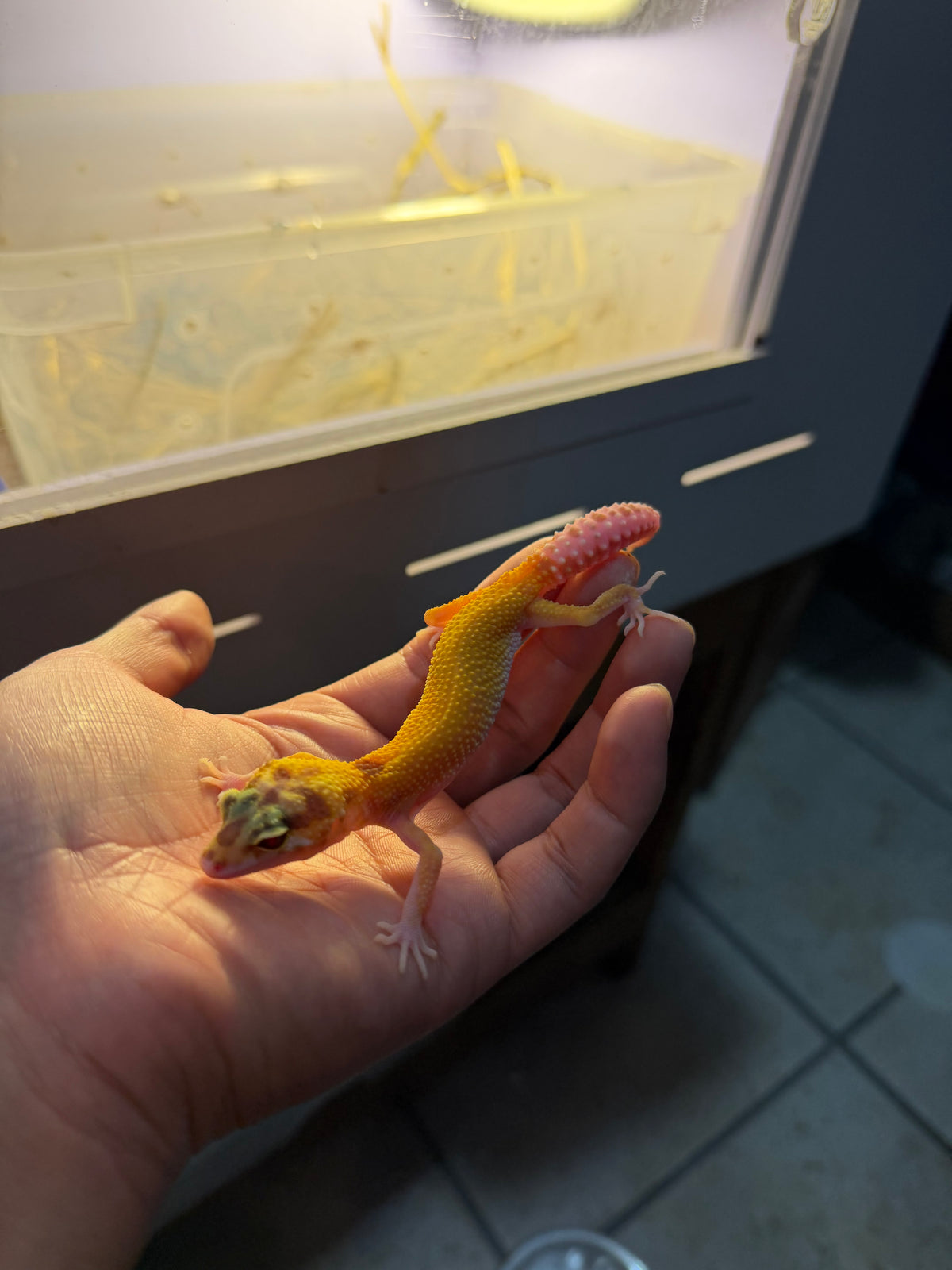 GECKO LEOPARDO RAPTOR INCUBADO PARA HEMBRA 114