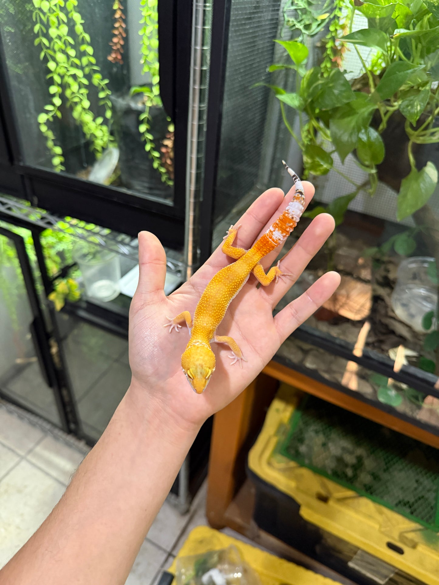 GECKO LEOPARDO SUPER HYPO TANGERINE HEMBRA 6264