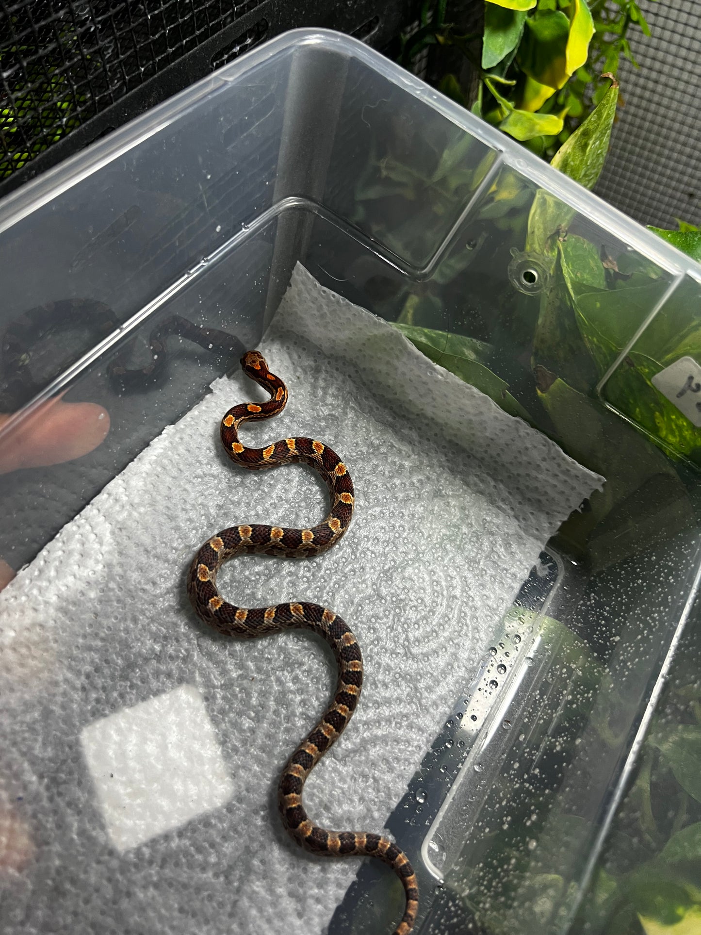 SERPIENTE MAICERA NOMINAL MACHO 34