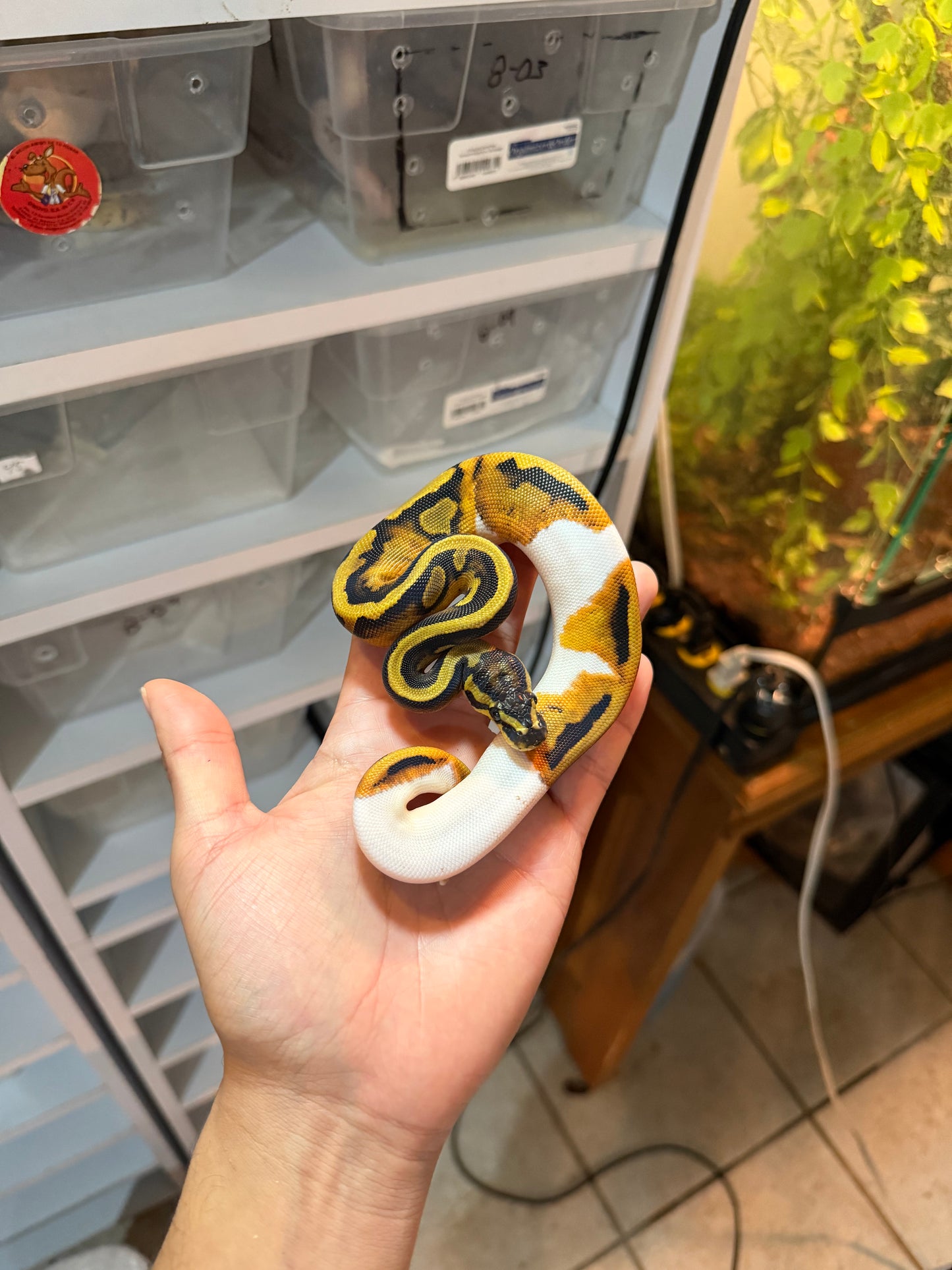 PITÓN BOLA PIED HEMBRA 18-06