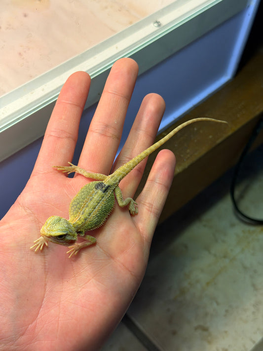 DRAGÓN BARBUDO HYPO CITRUS TRANSLUCENT 14