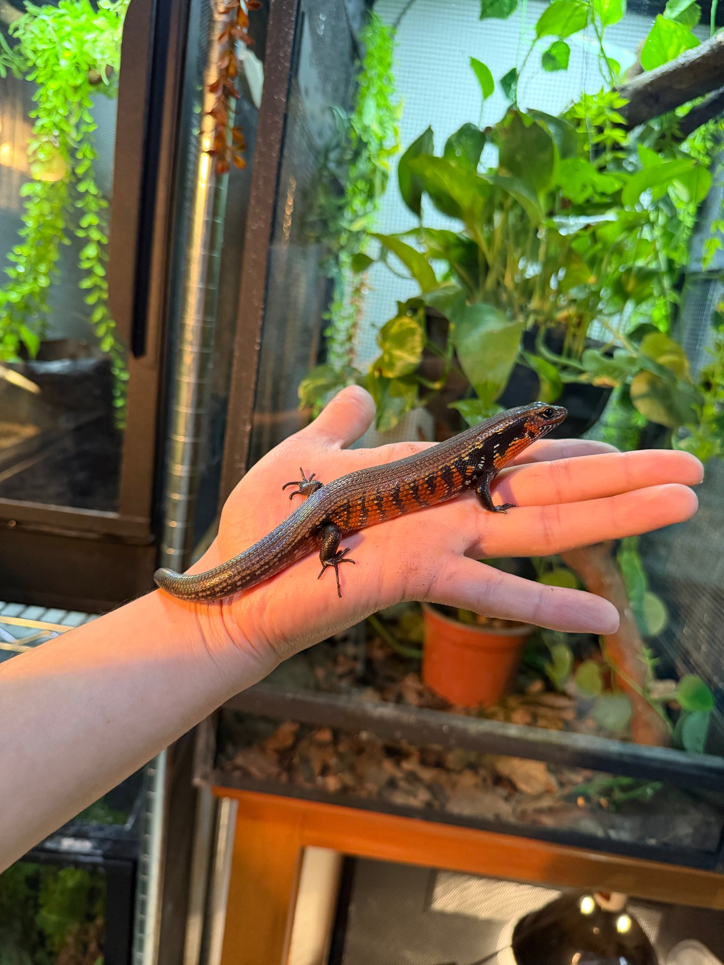 SKINK DE FUEGO 6174 NACIDO EN CAUTIVERIO CON APROVECHAMIENTO EMITIDO POR SEMARNAT