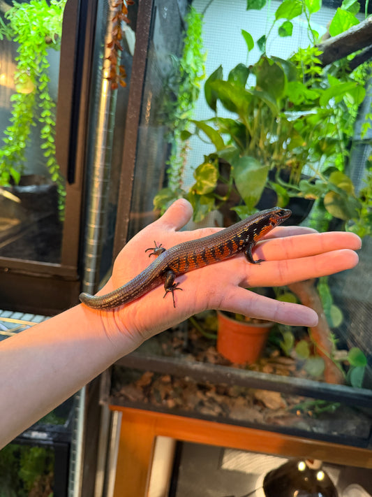 SKINK DE FUEGO 6174 NACIDO EN CAUTIVERIO CON APROVECHAMIENTO EMITIDO POR SEMARNAT