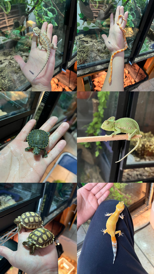 REPTIPACK TIENDAS DE MASCOTAS (INCLUYE 1 DRAGÓN BARBUDO,1 TORTUGA SULCATA,1CAMALEON DE VELO,10 TORTUGAS PAVOREAL,2 GECKOS LEOPARDO,1 ESCORPIÓN ASIÁTICO, 1 PITÓN BOLA NOMINAL,1 SERPIENTE MAICERA)