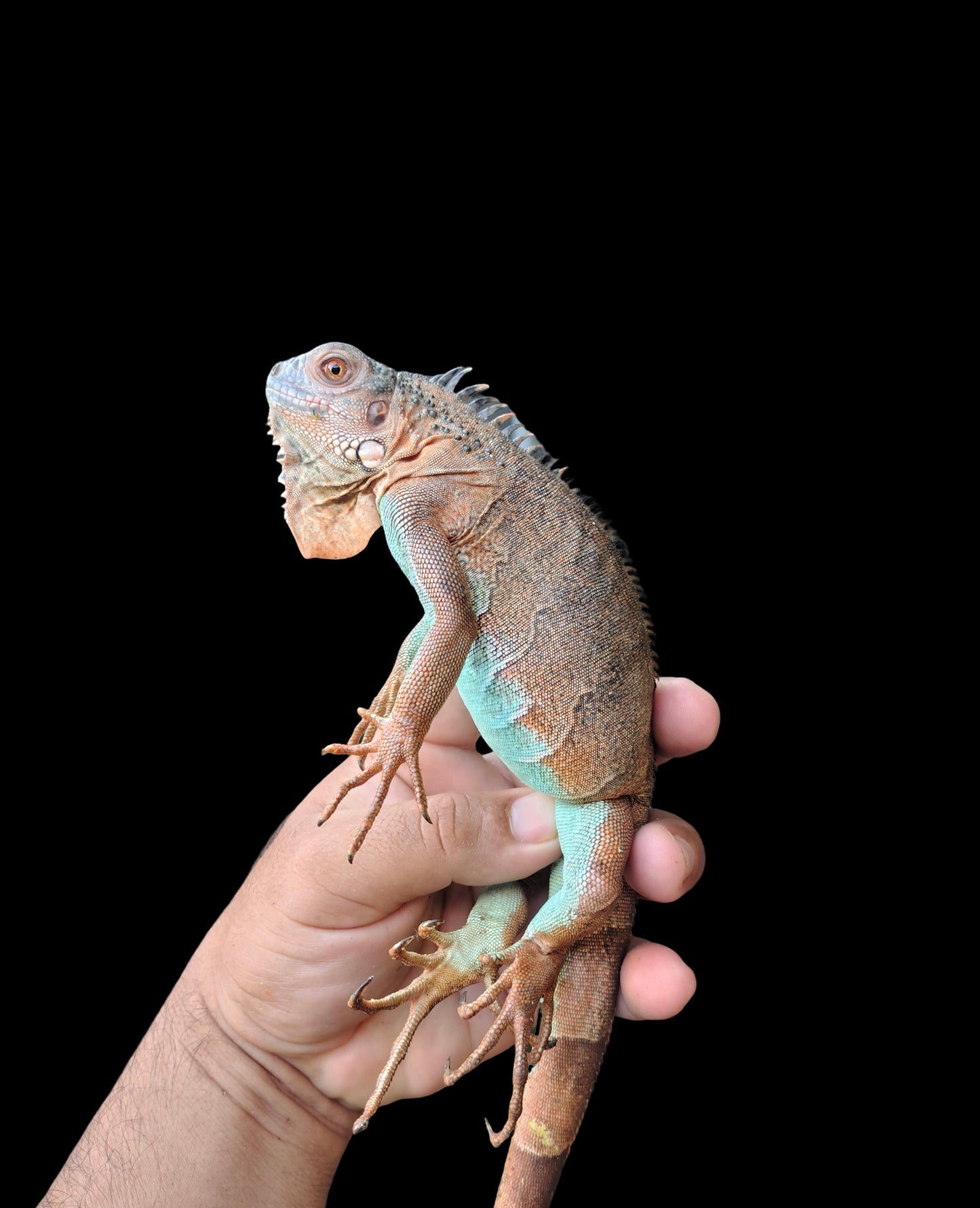 IGUANA ROJA PANZA AZUL 2024