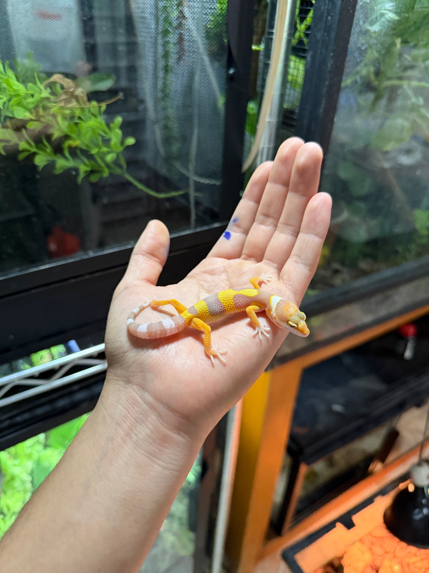 GECKO LEOPARDO ALBINO TANGERINE 58
