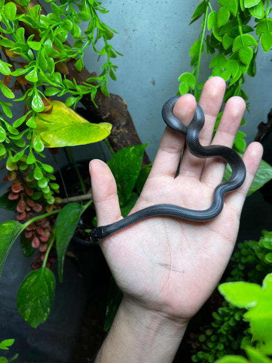 REY NEGRA MEXICANA HEMBRA 82