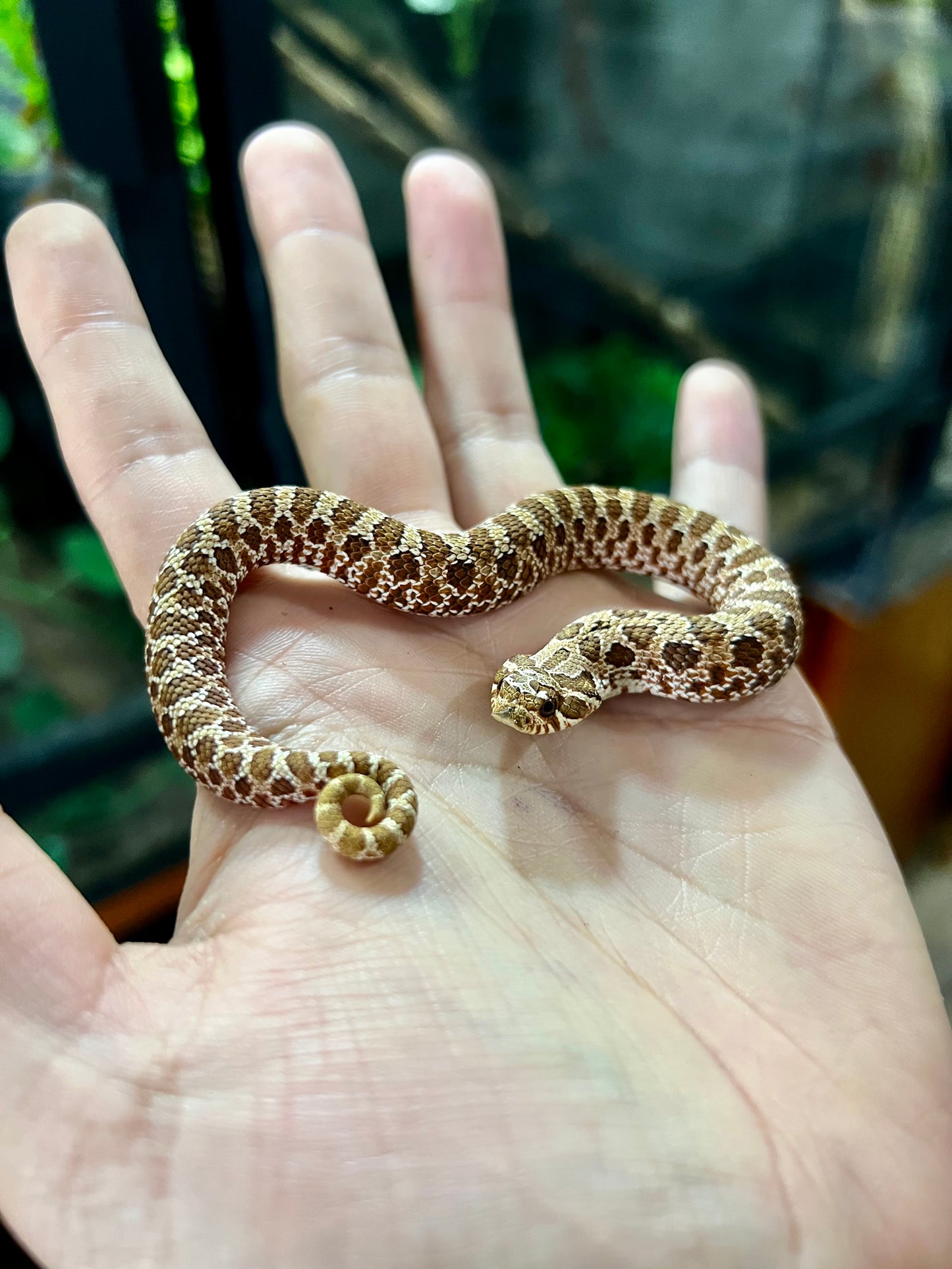 RED HOGNOSE POSS MACHO