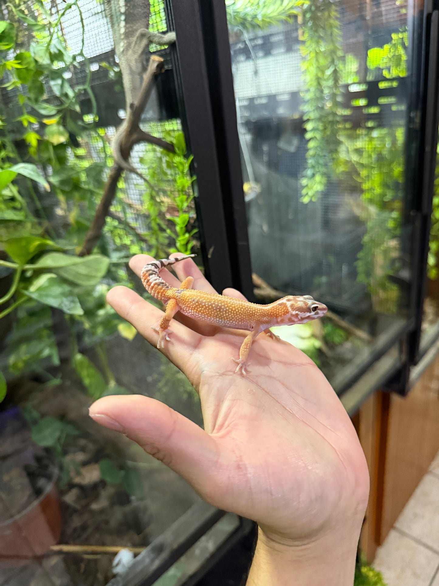 Gecko leopardo TREMPER TANGERINE HC 40