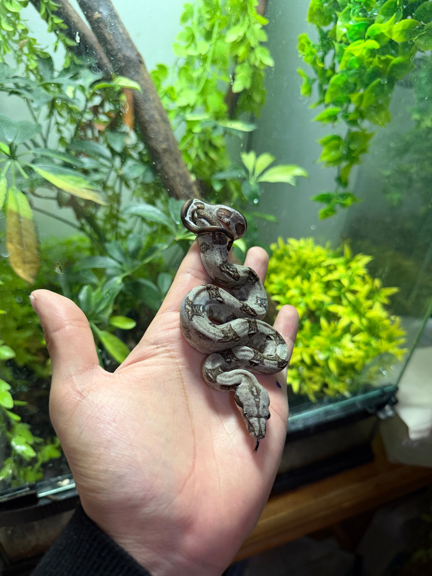 BOA MEXICANA LOCALIDAD SONORA MACHO SM4