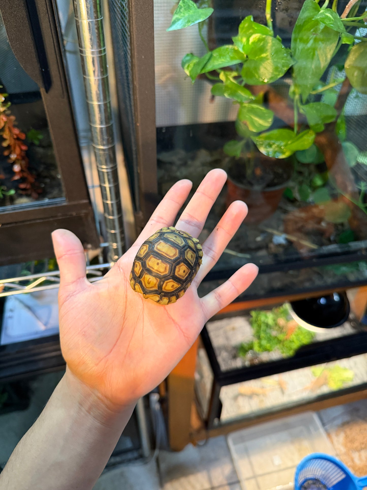 TORTUGA LEOPARDO 2 (Stigmochelys pardalis) CITES2025