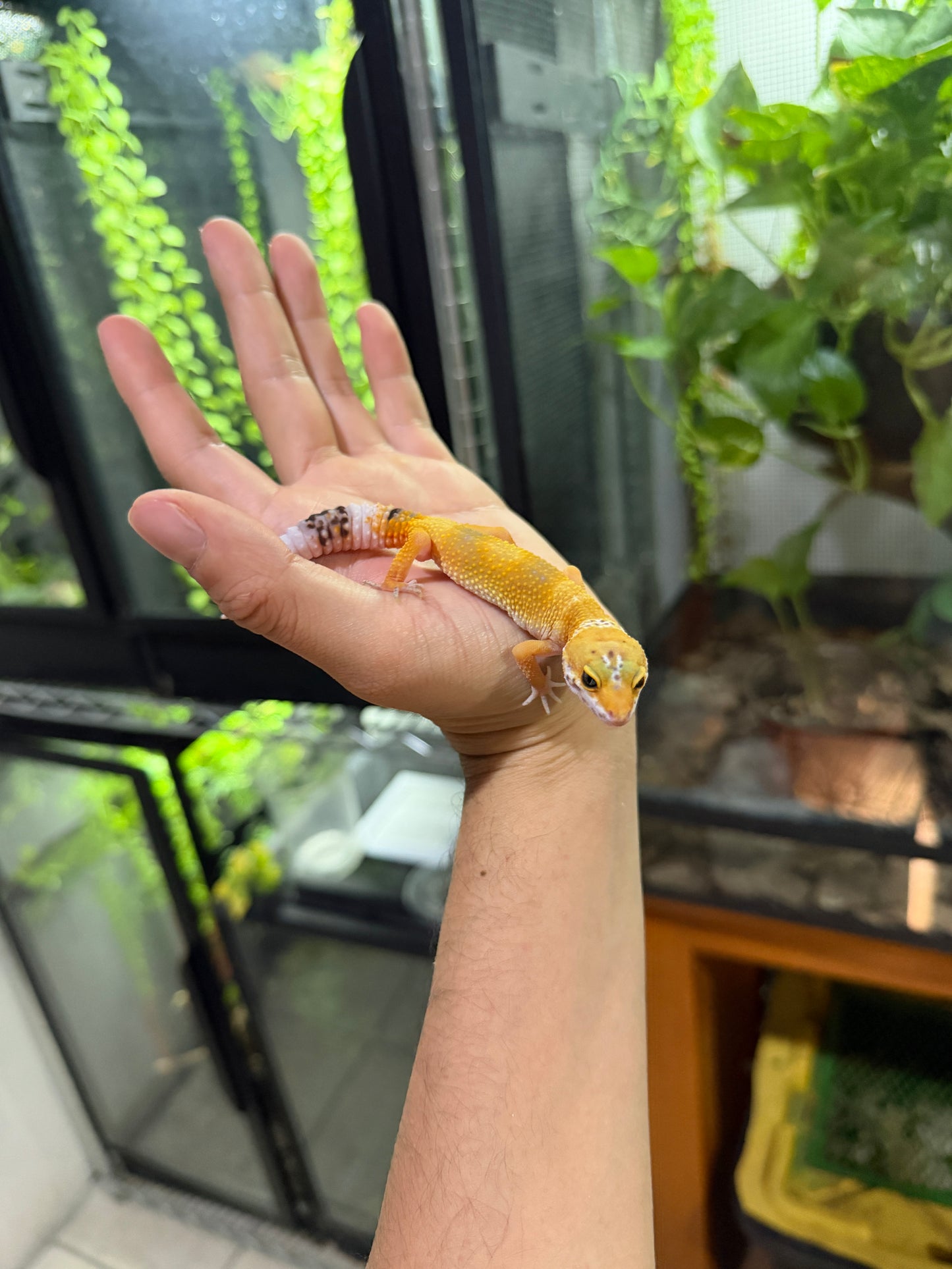 GECKO LEOPARDO SUPER HYPO TANGERINE HEMBRA 6448