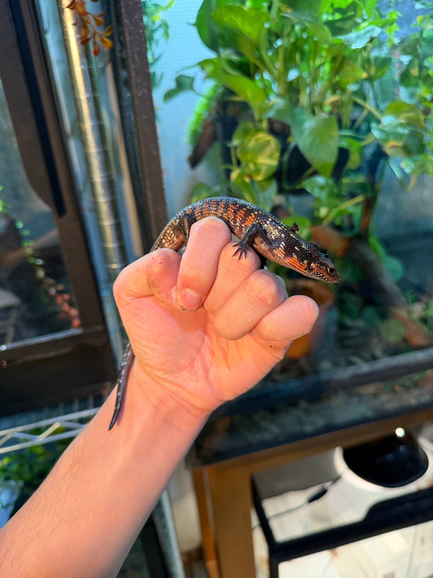 SKINK DE FUEGO 6172 NACIDO EN CAUTIVERIO CON APROVECHAMIENTO EMITIDO POR SEMARNAT