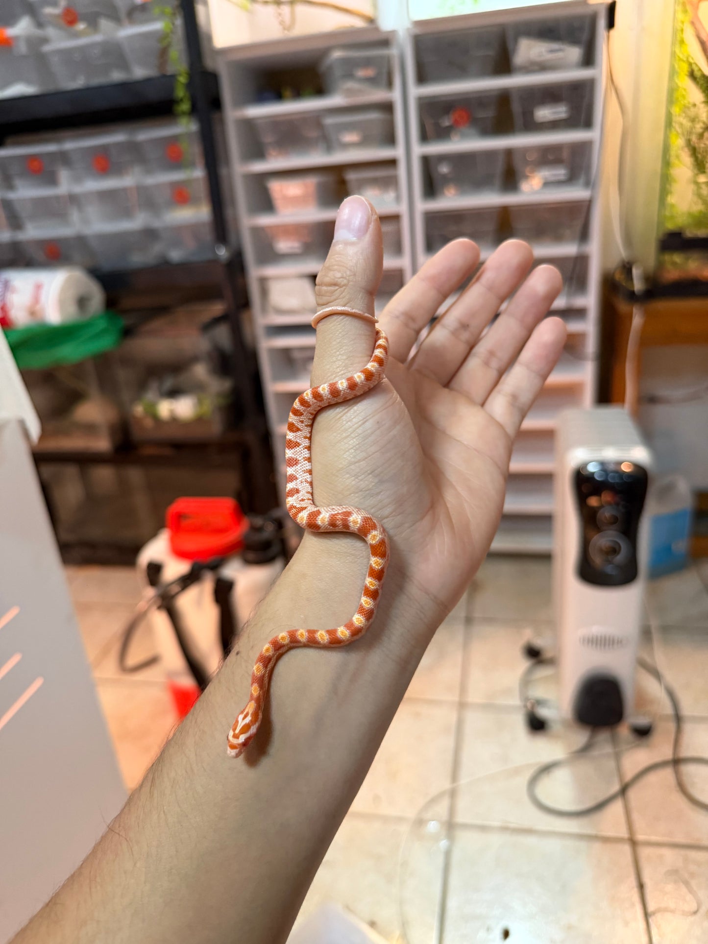 SERPIENTE MAICERA ALBINA S/S 5