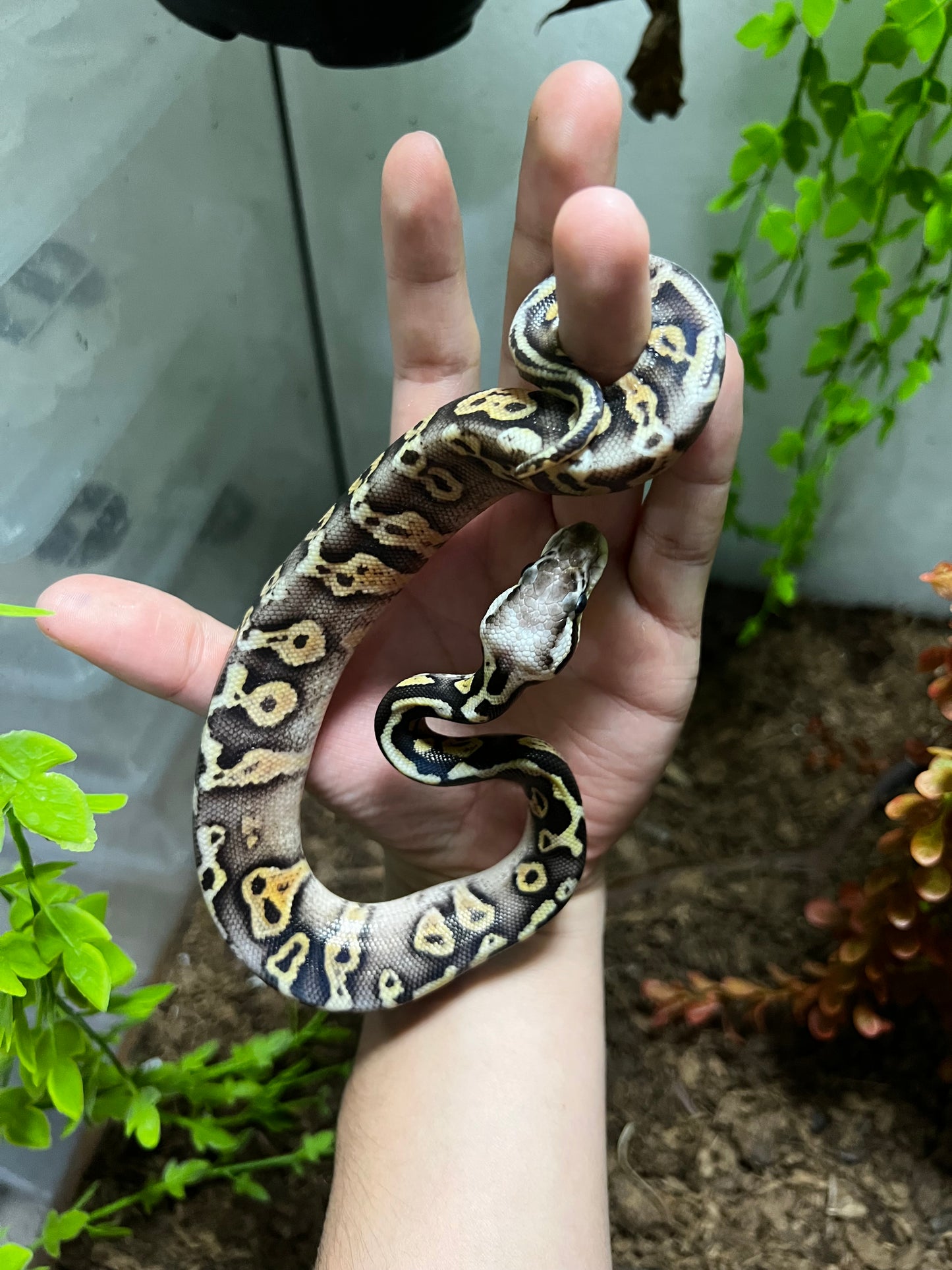 SÚPER PASTEL LEOPARD HET CLOWN MACHO 86