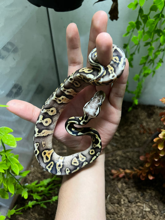 SÚPER PASTEL LEOPARD HET CLOWN MACHO 86