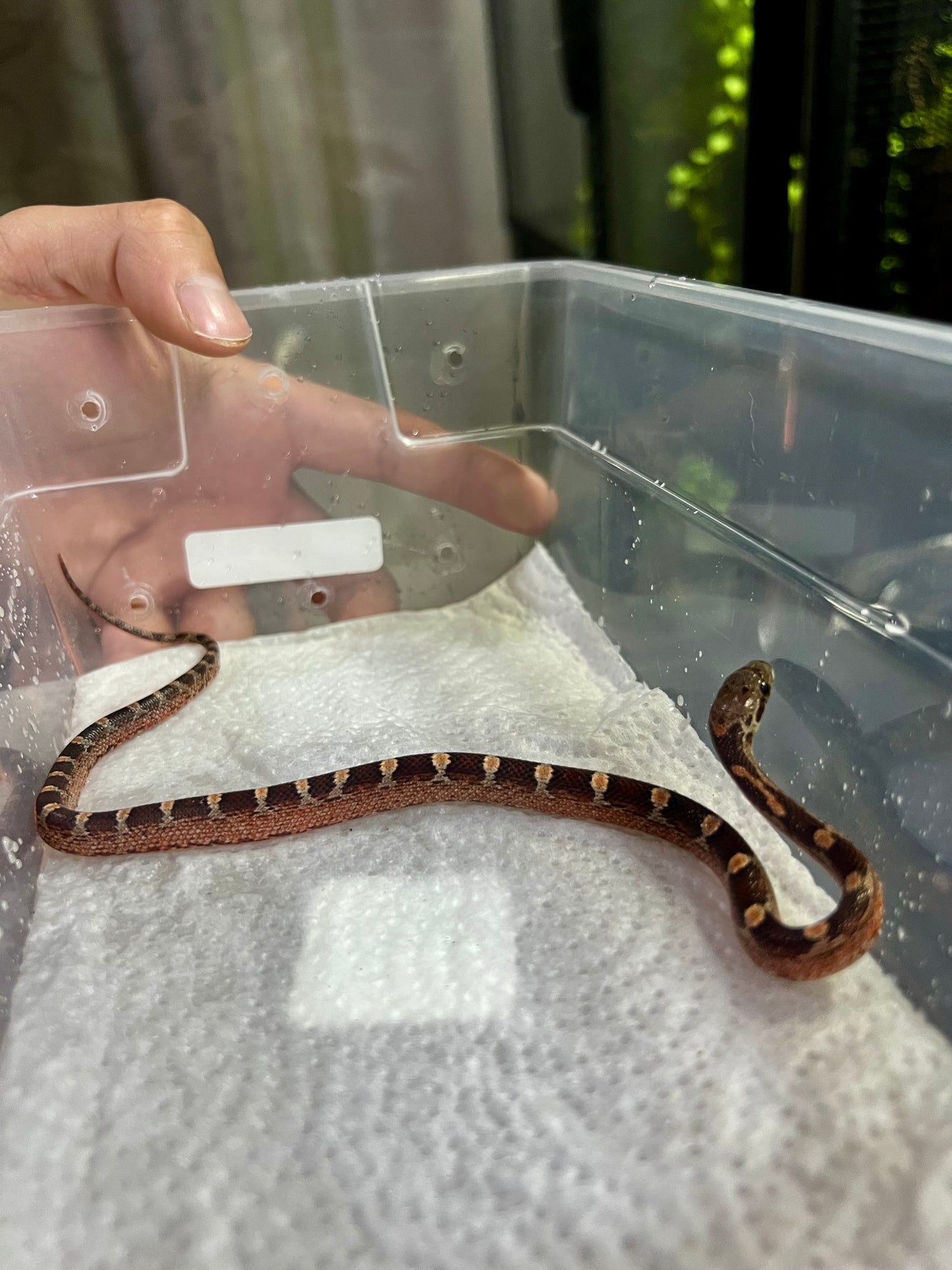 SERPIENTE MAICERA BLOOD RED HEMBRA 9