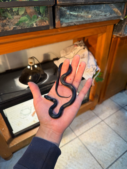 REY NEGRA MEXICANA MACHO 1