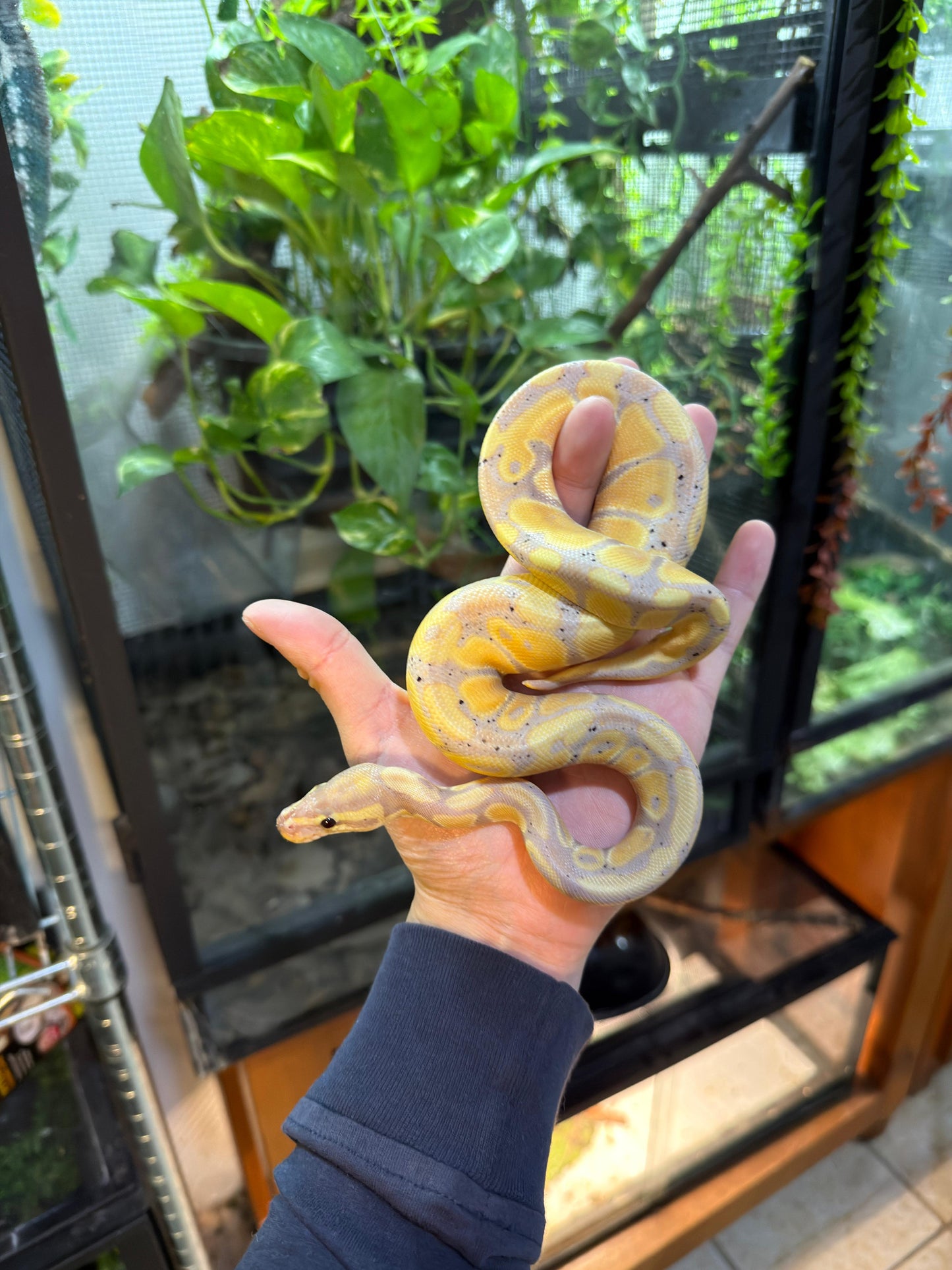 PITÓN BOLA BANANA het lavender macho