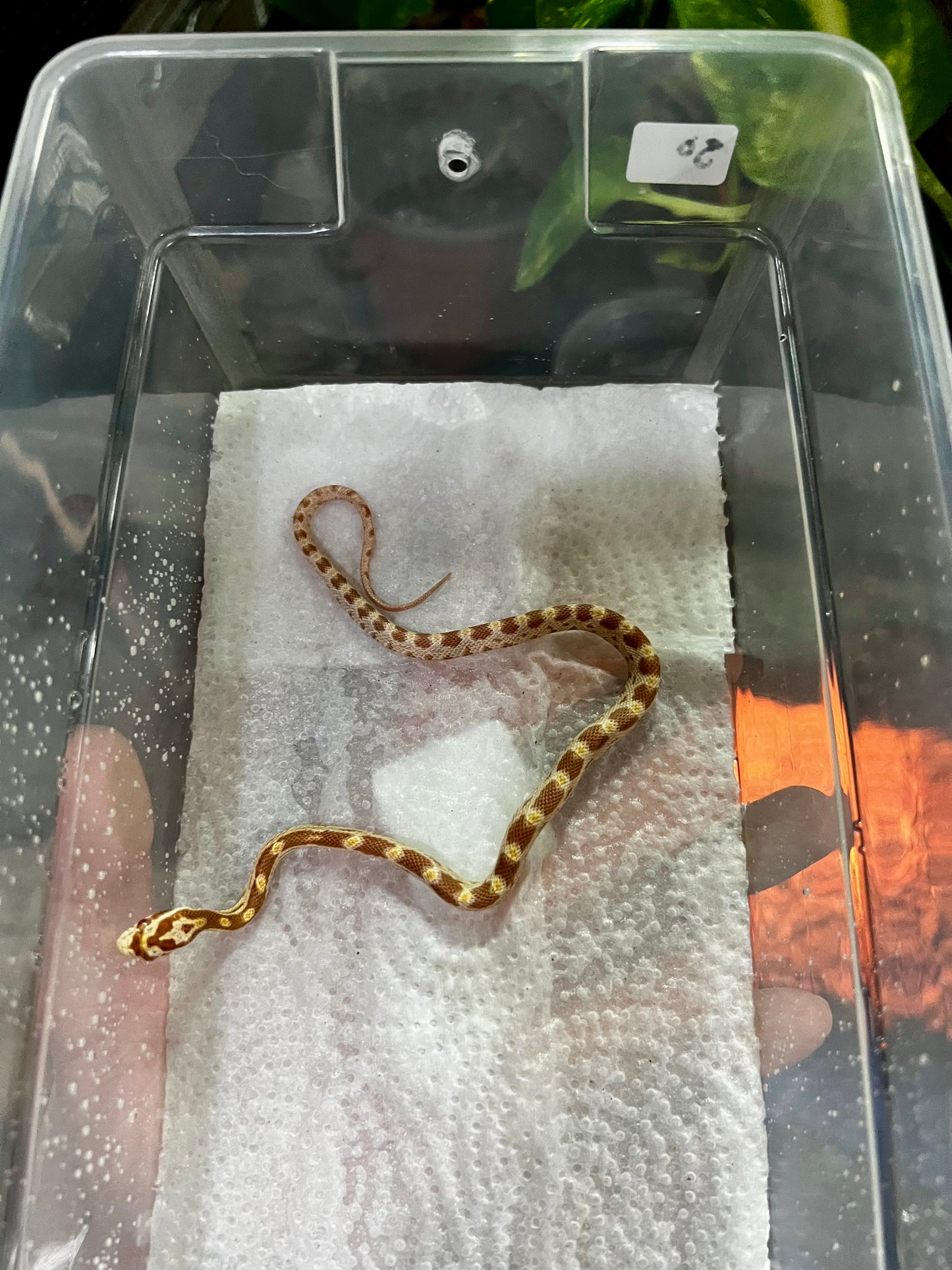 SERPIENTE MAICERA BUTTER MACHO 30