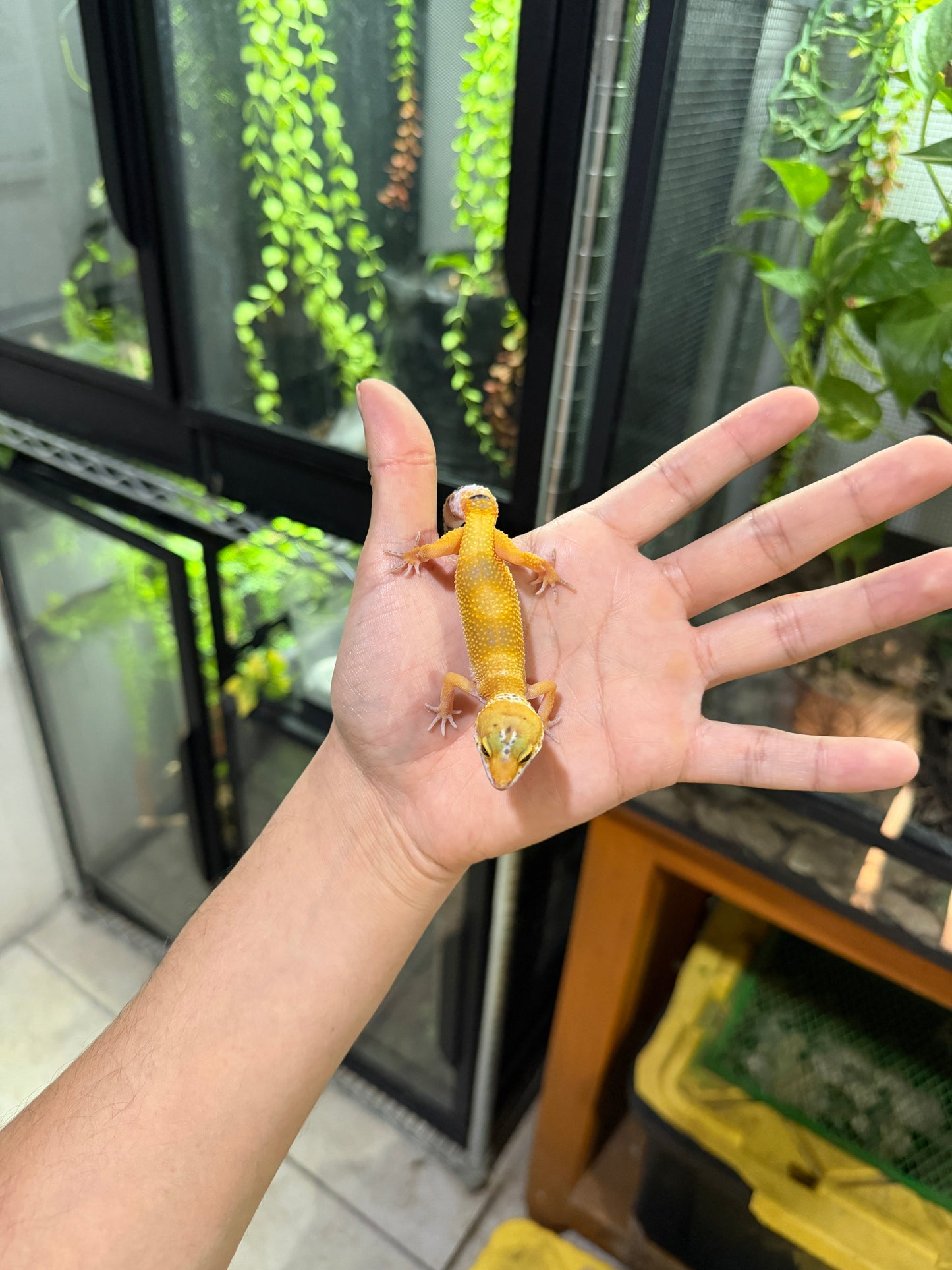 GECKO LEOPARDO SUPER HYPO TANGERINE HEMBRA 6448