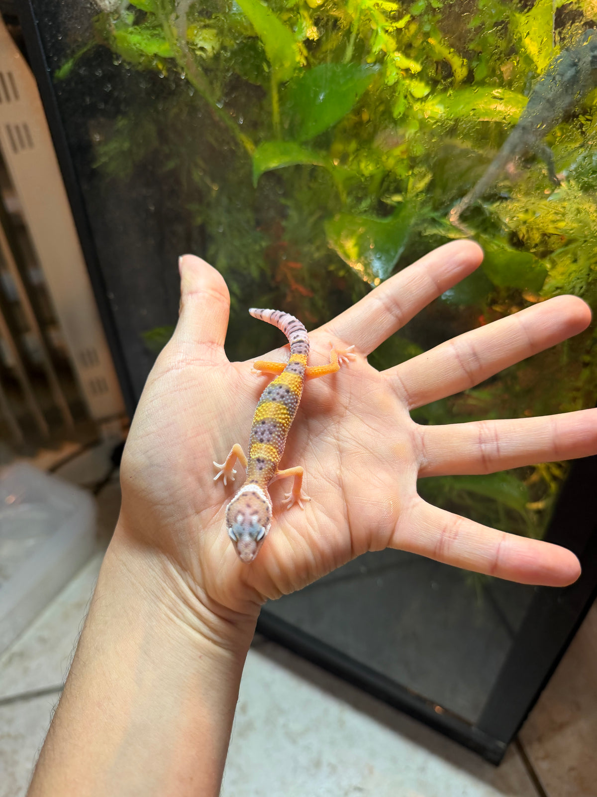 GECKO LEOPARDO HIGH YELLOW POSS HET TYPHOON INCUBADO PARA MACHO 242