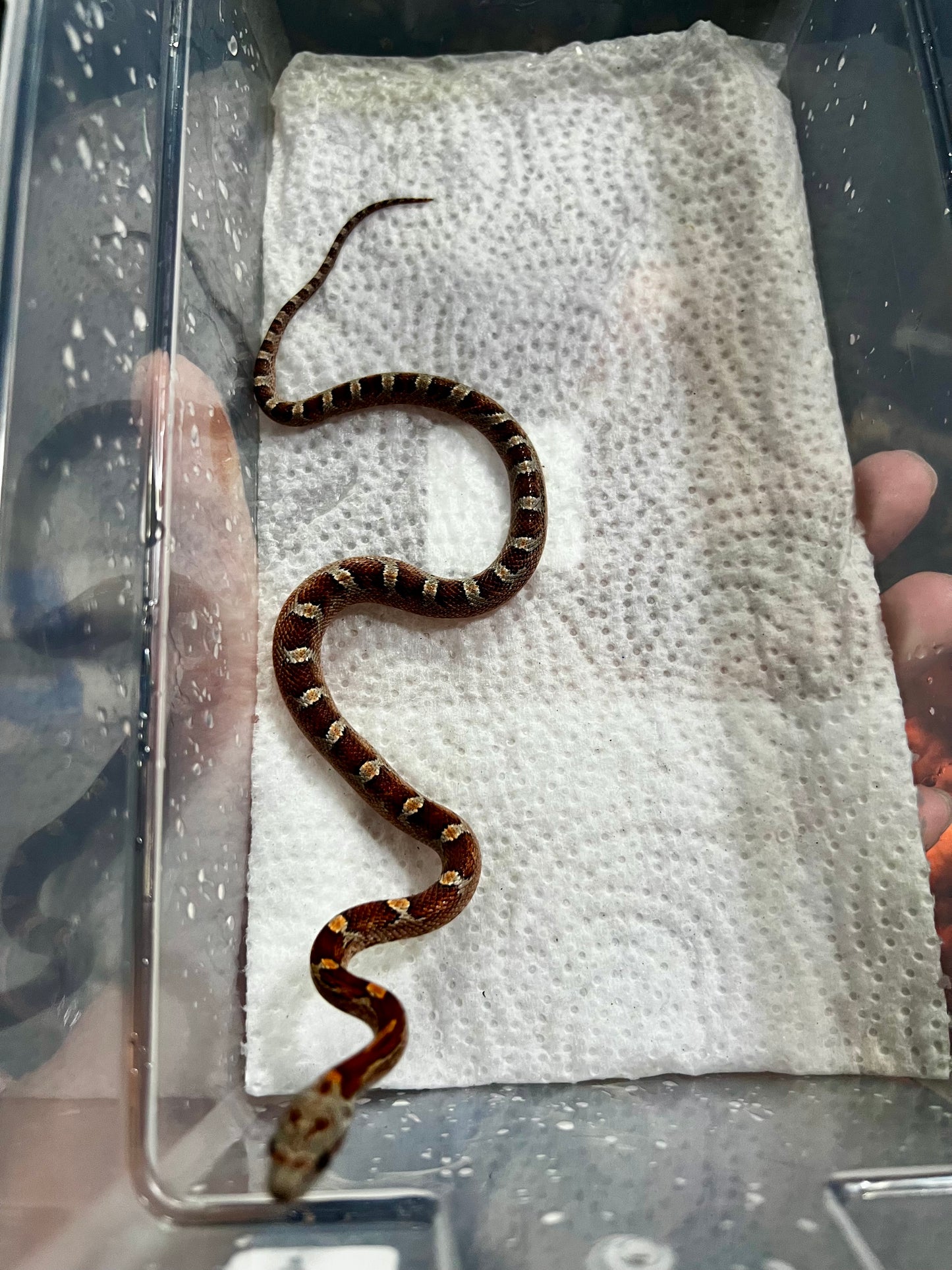 SERPIENTE MAICERA MIAMI HEMBRA 7