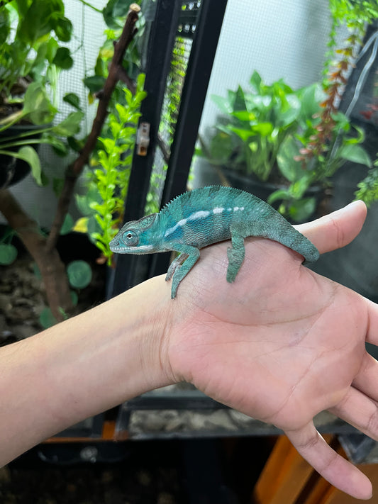 PANTERA AMBILOBE MACHO JUVENIL