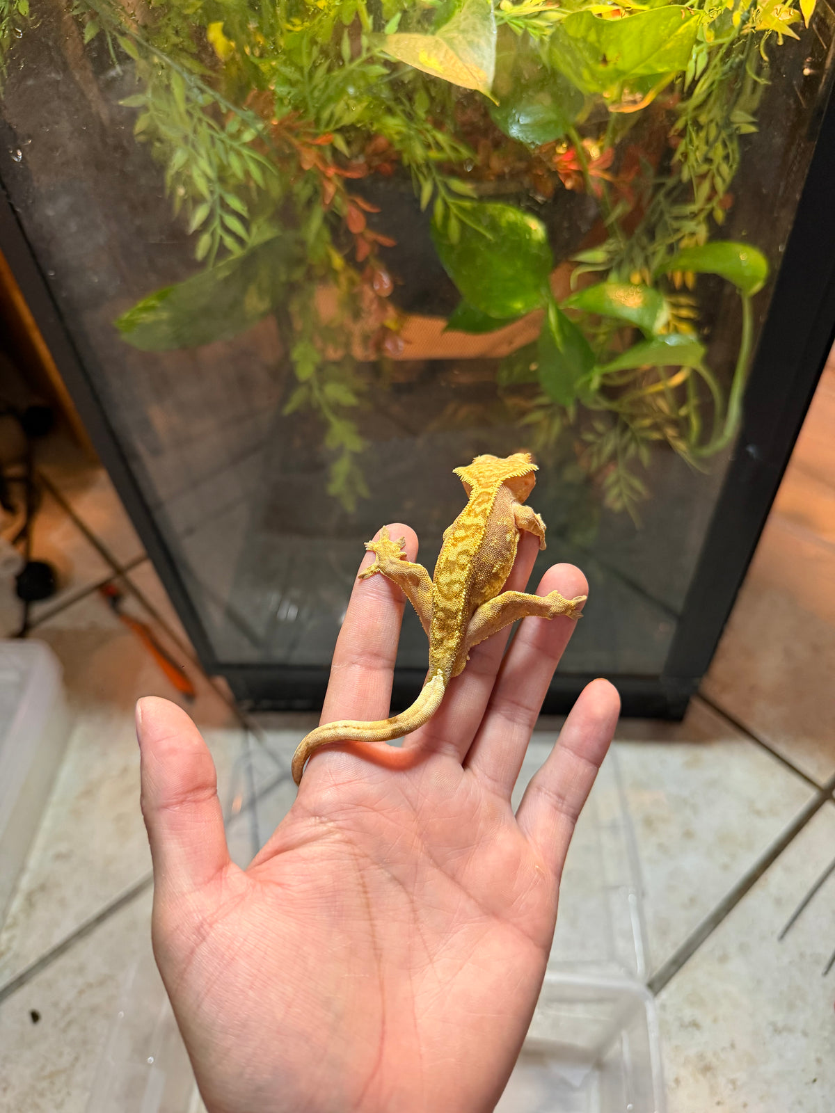 GECKO CRESTADO YELLOW HARLEQUIN JUVENIL 3