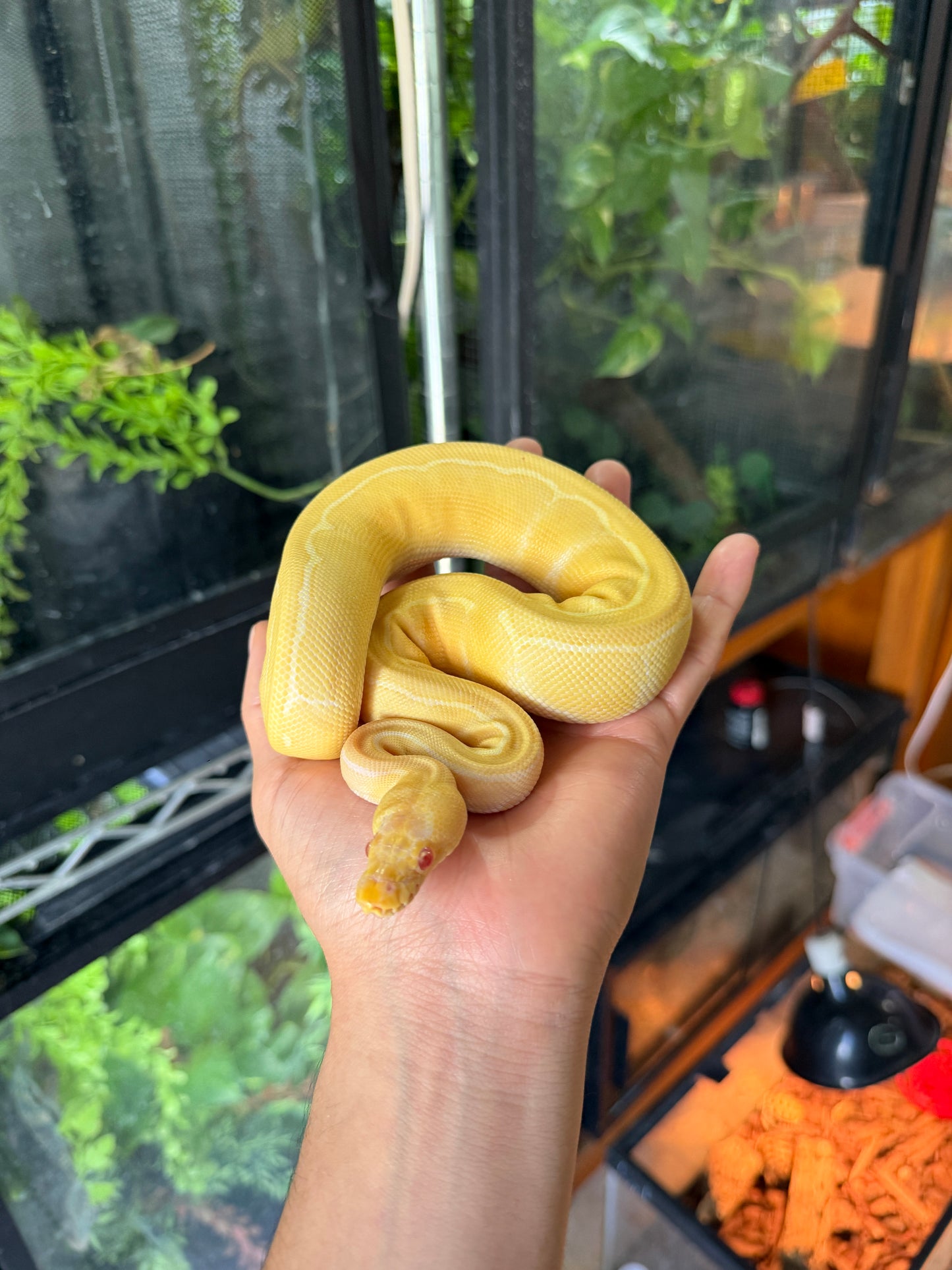 PITON BOLA PINSTRIPE ALBINO HET PIED HEMBRA 1 (CON MICROCHIP)
