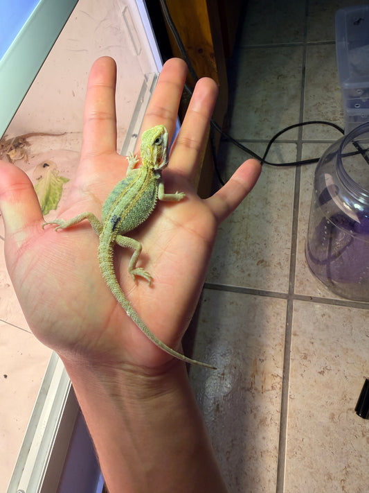 DRAGÓN BARBUDO HYPO CITRUS TRANSLUCENT 4