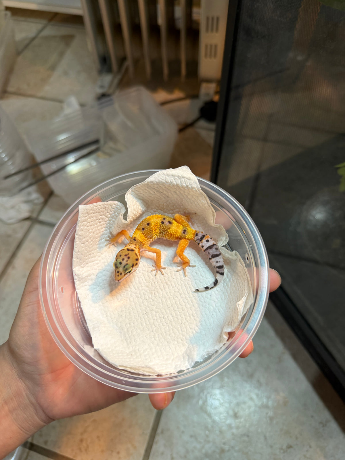 GECKO LEOPARDO HIGH YELLOW POSS HET RAINWATER INCUBADO PARA HEMBRA 153