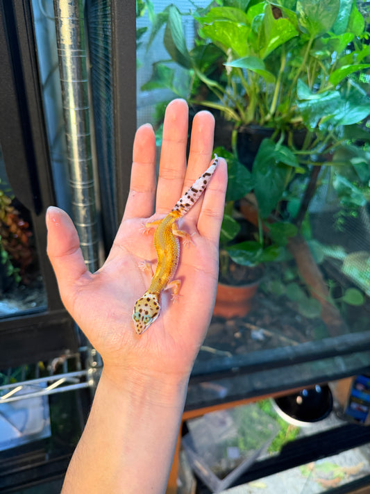 GECKO LEOPARDO TANGERINE HET TREMPER  100