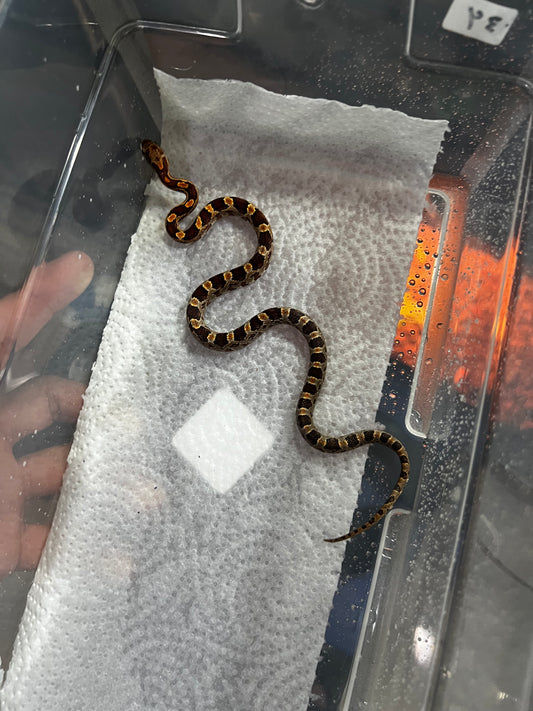 SERPIENTE MAICERA NOMINAL MACHO 34