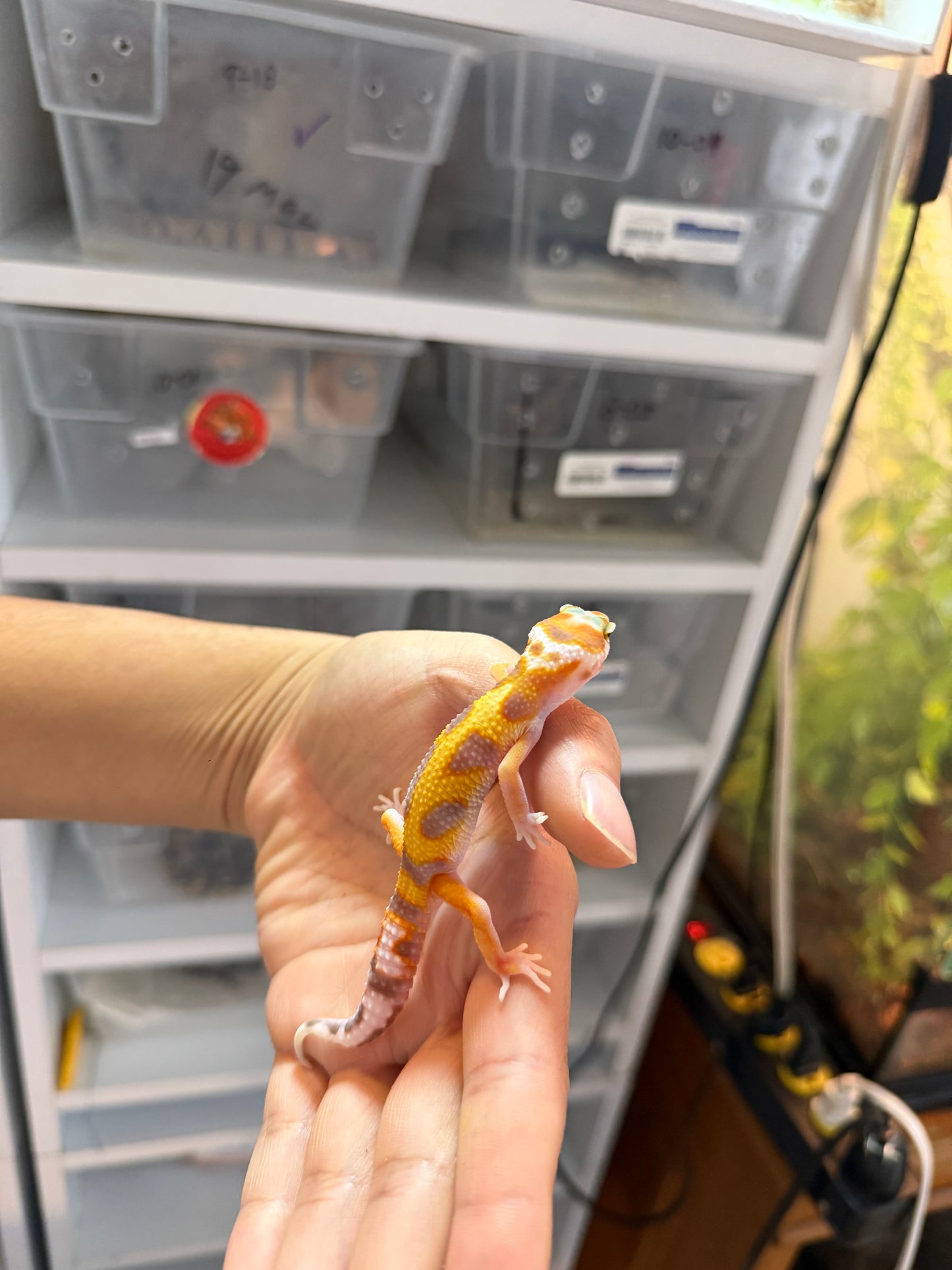 GECKO LEOPARDO BLOOD HET RAINWATER 1