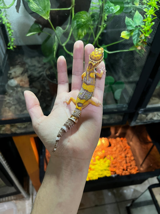 TANGERINE TREMPER 2
