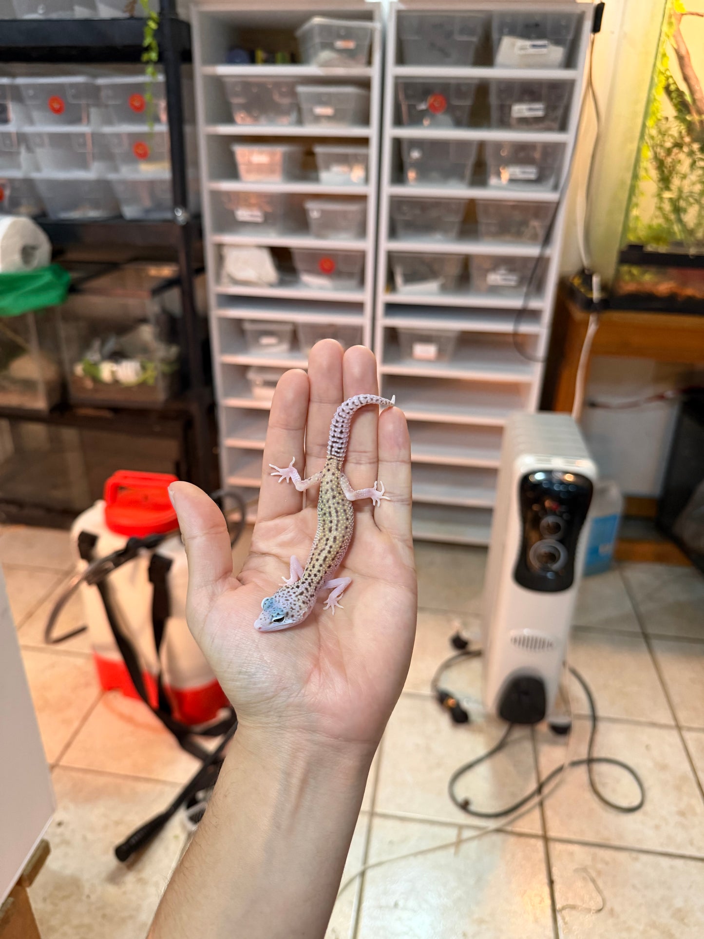 GECKO LEOPARDO ECLIPSE MACHO 033