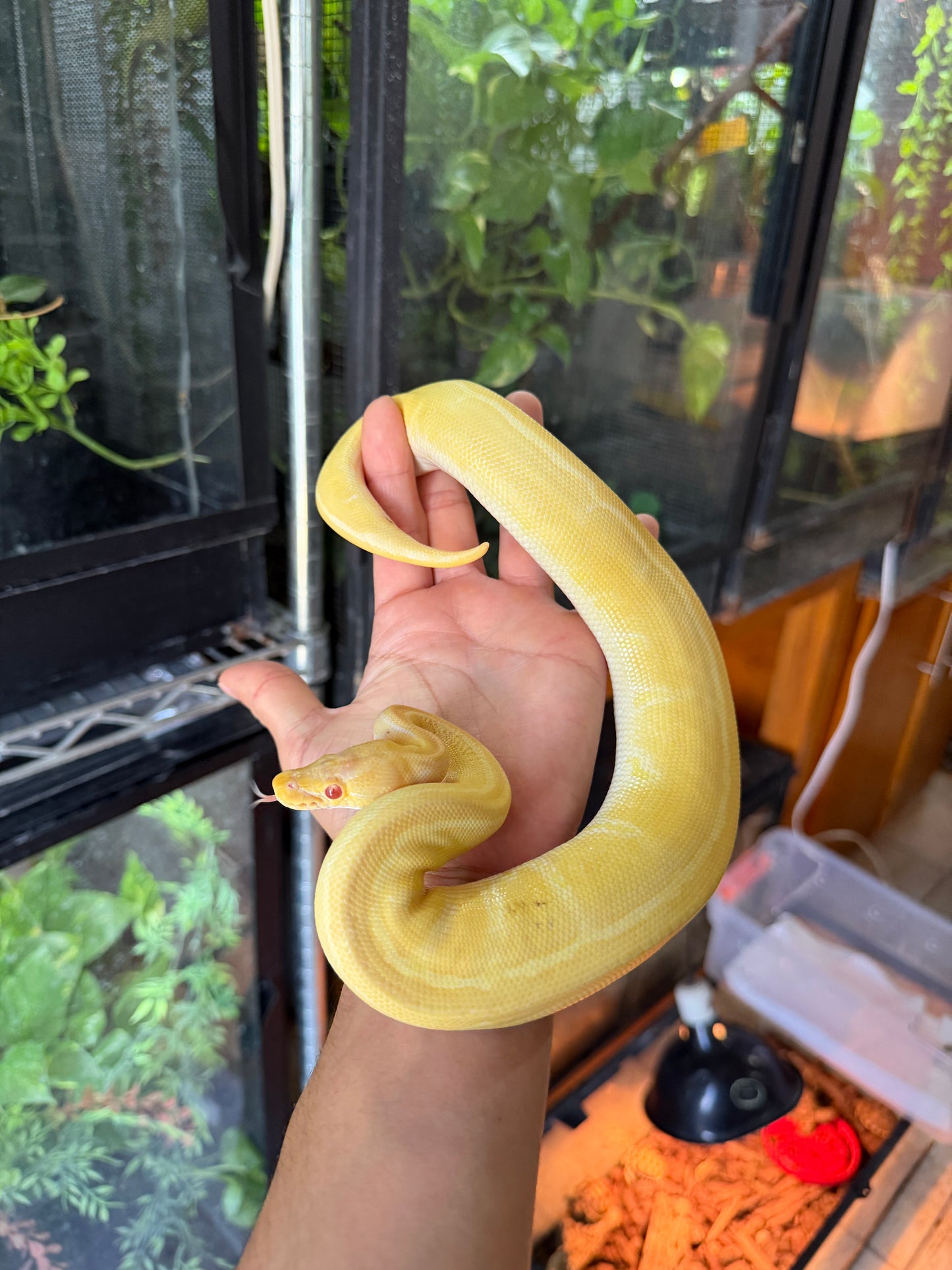 PITON BOLA PINSTRIPE ALBINO HET PIED HEMBRA 2 (CON MICROCHIP)