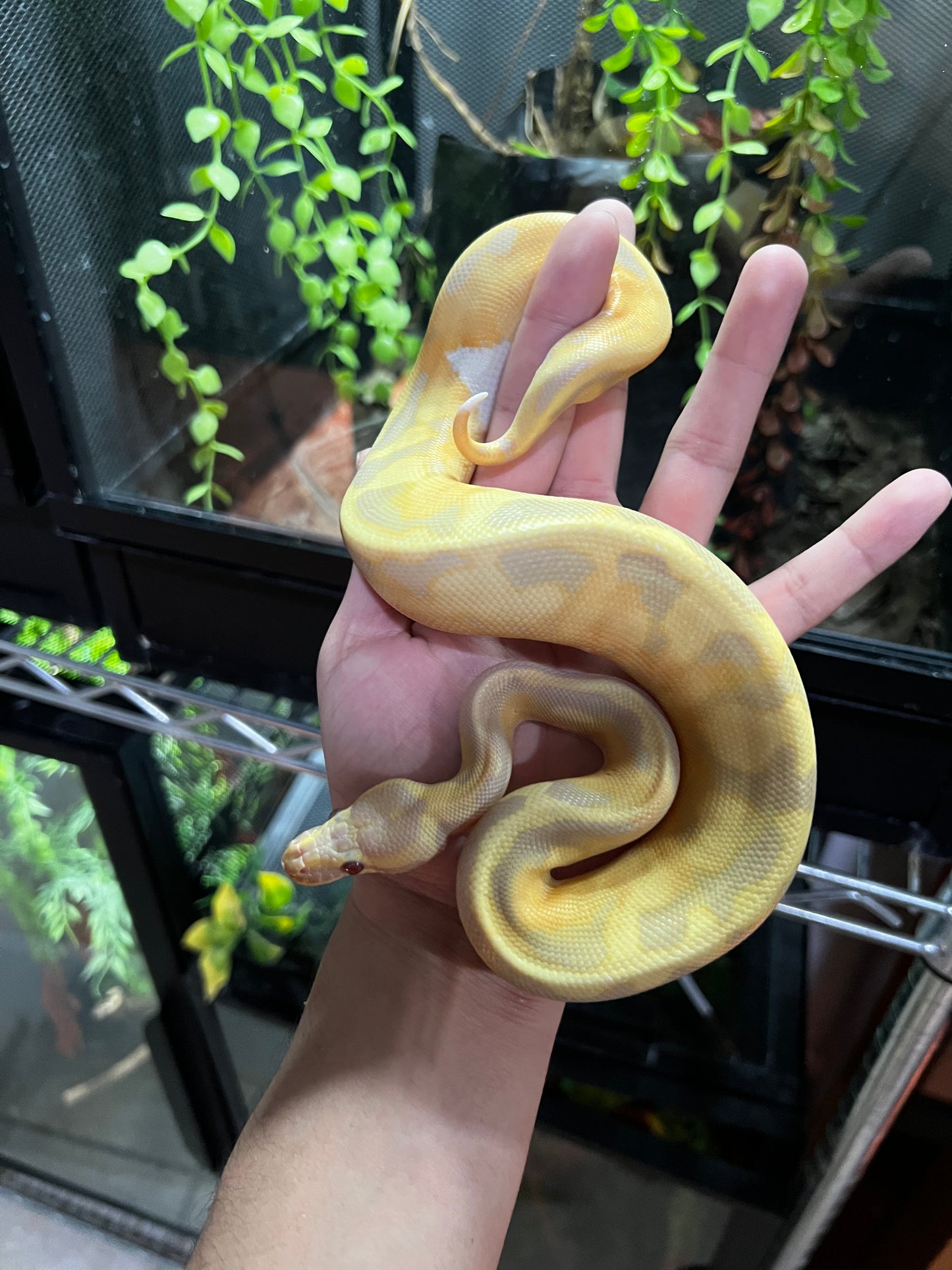 CANDY PIED MACHO 67
