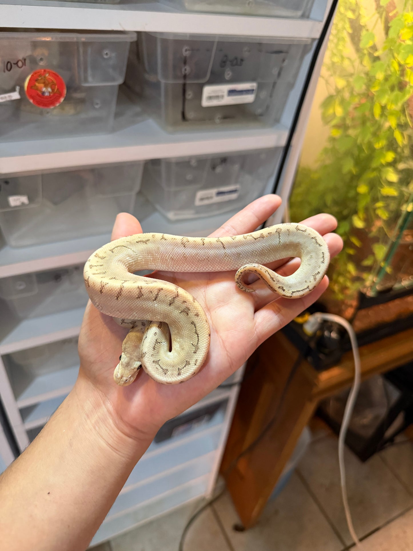 PITÓN BOLA BAMBOO PASTEL PINSTRIPE HET HYPO MACHO