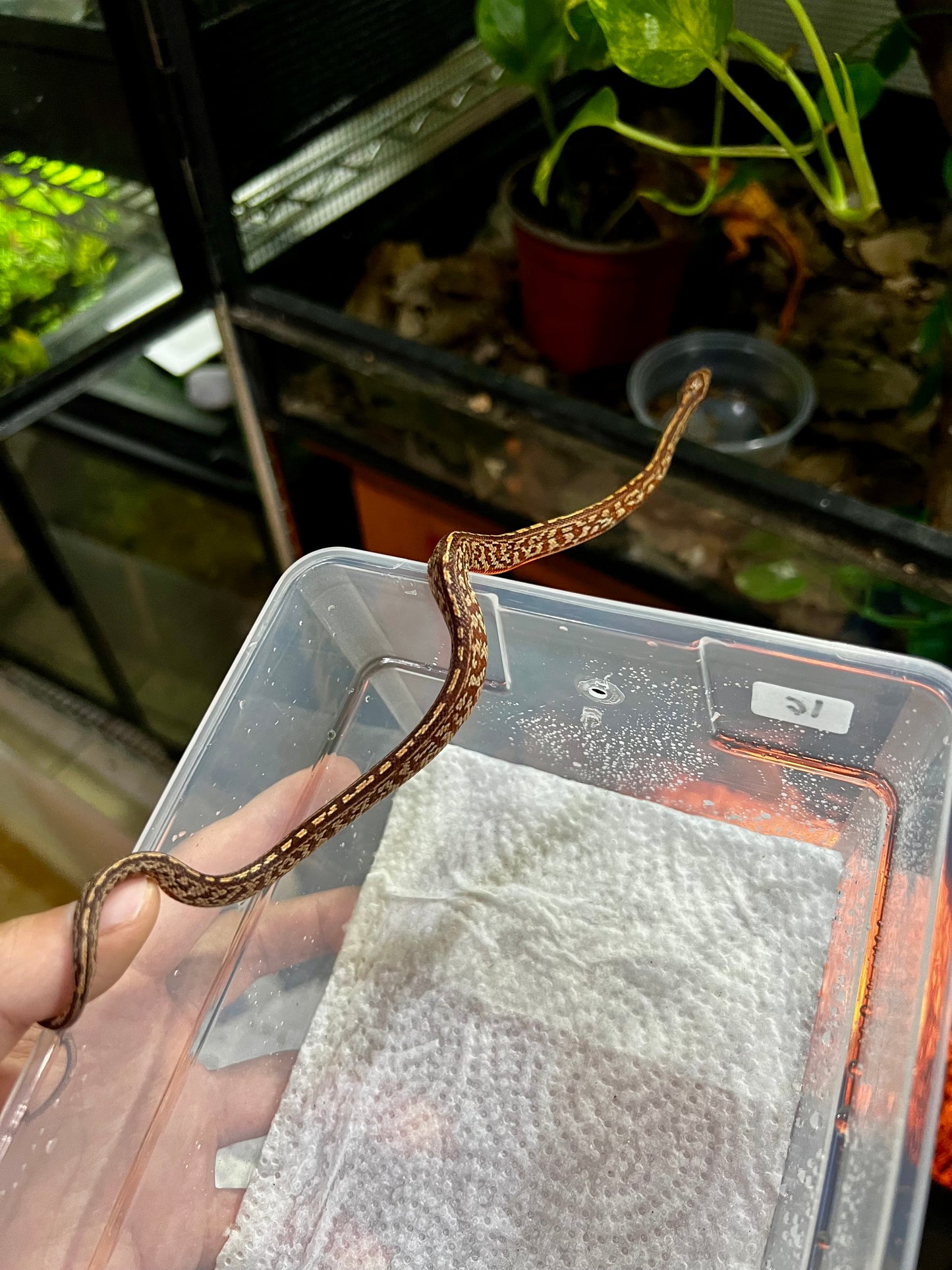 SERPIENTE MAICERA TESSERA HEMBRA 16