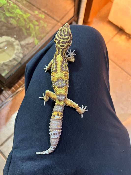 BELL ALBINO MACHO