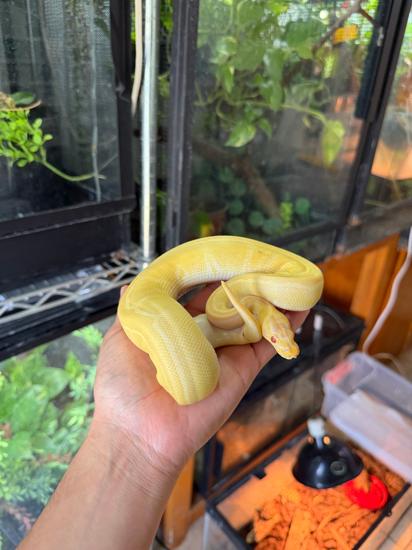 PITON BOLA PINSTRIPE ALBINO HET PIED HEMBRA 2 (CON MICROCHIP)