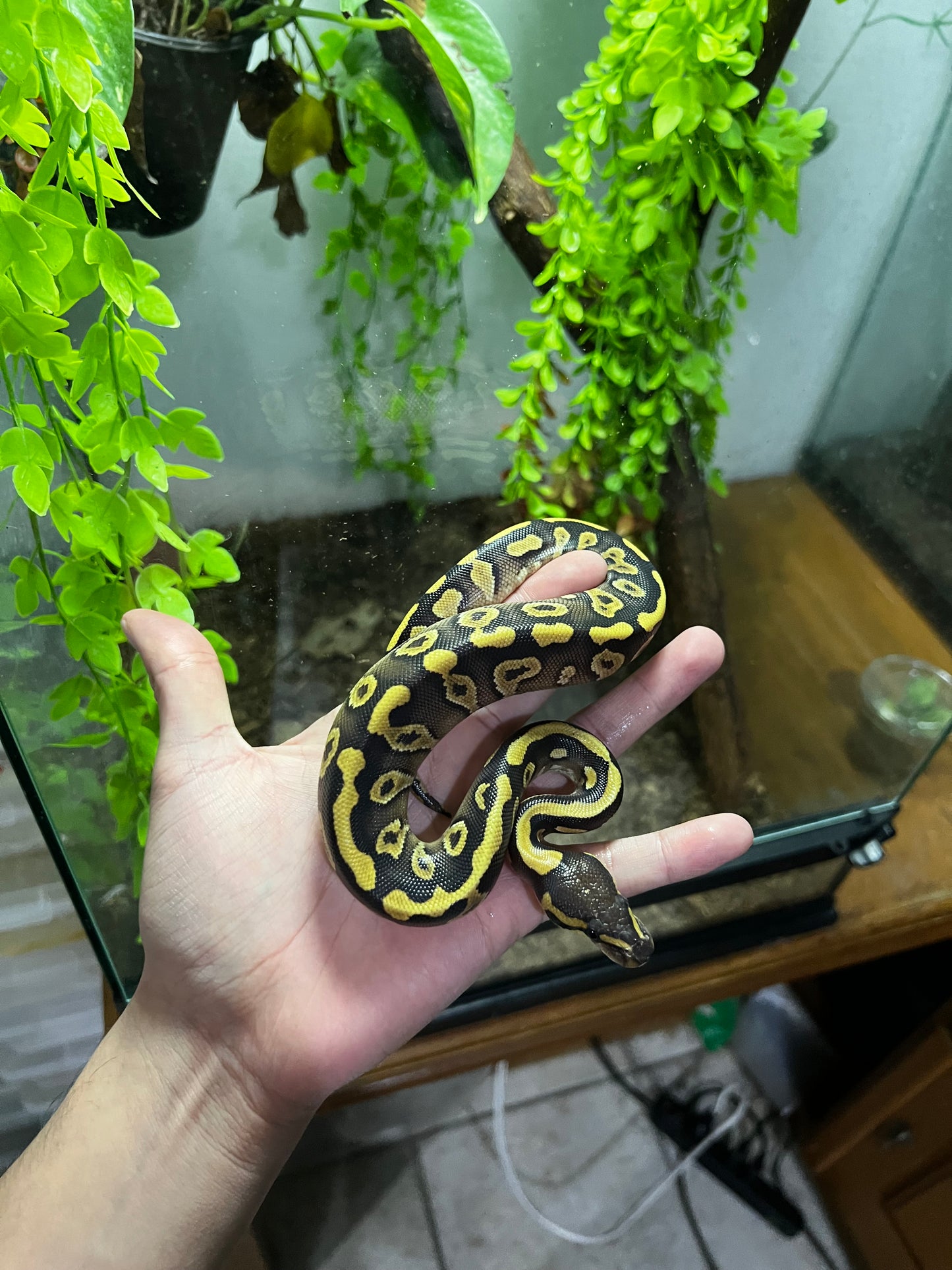 MOJAVE YB HET CLOWN MACHO 72