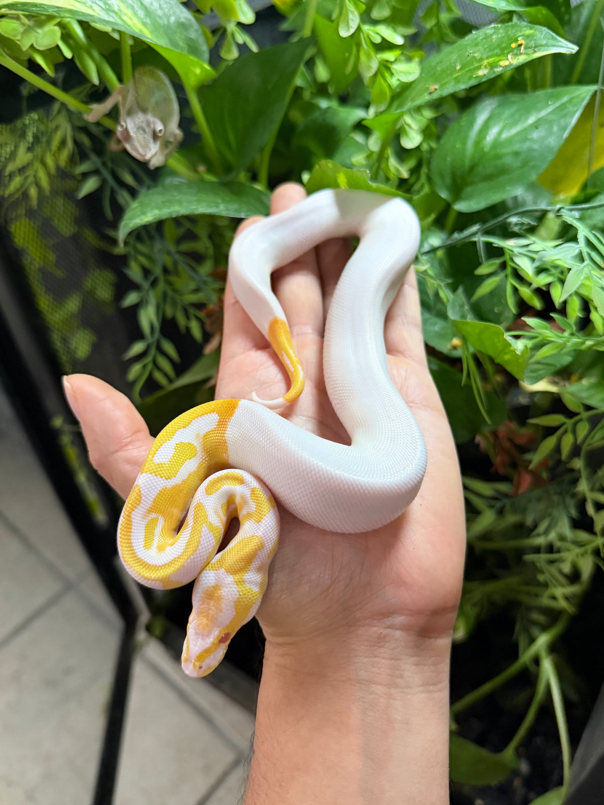 PITÓN BOLA ALBINO PIED HEMBRA 1